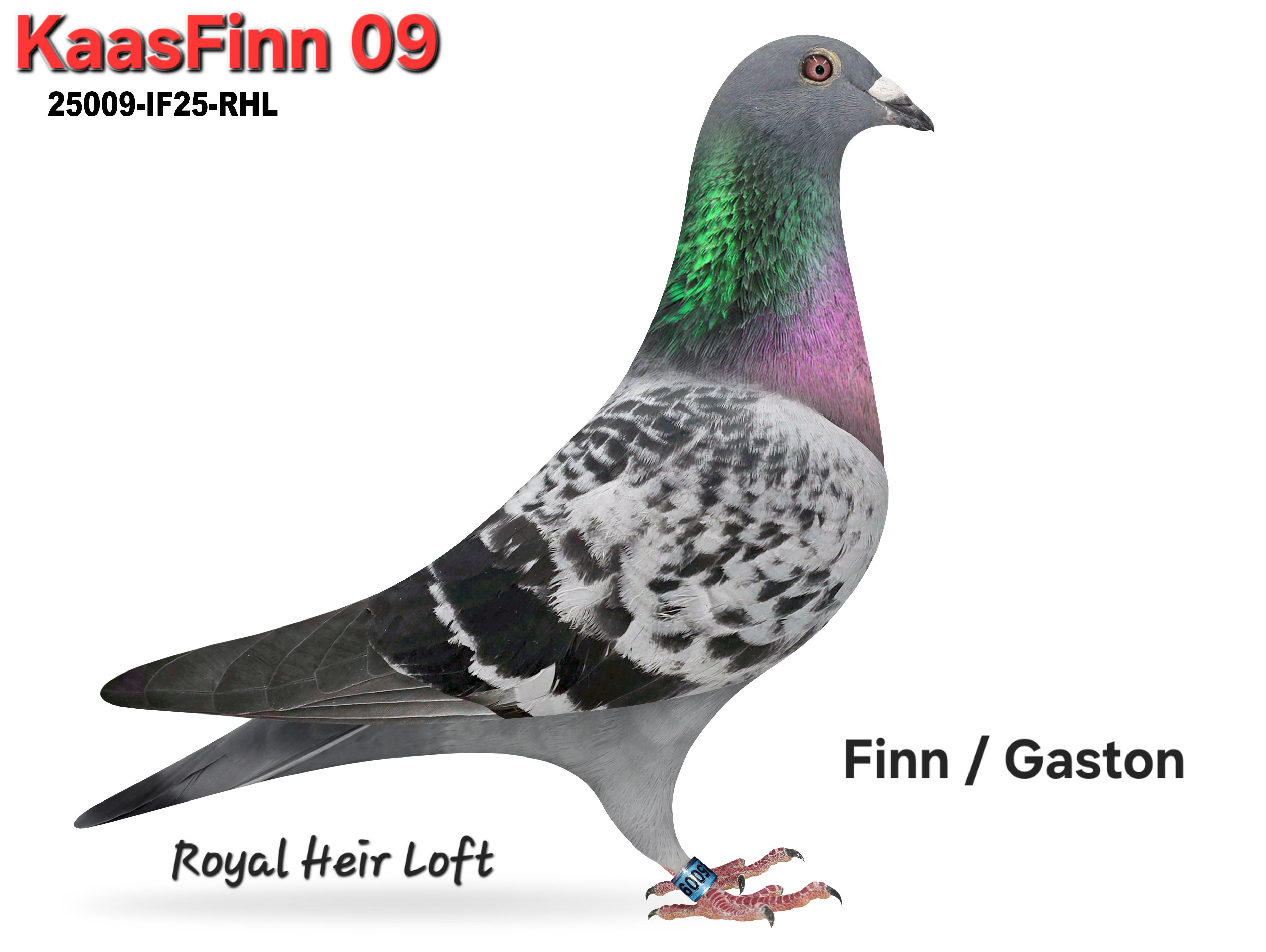 25009-IF25-RHL BC COCK