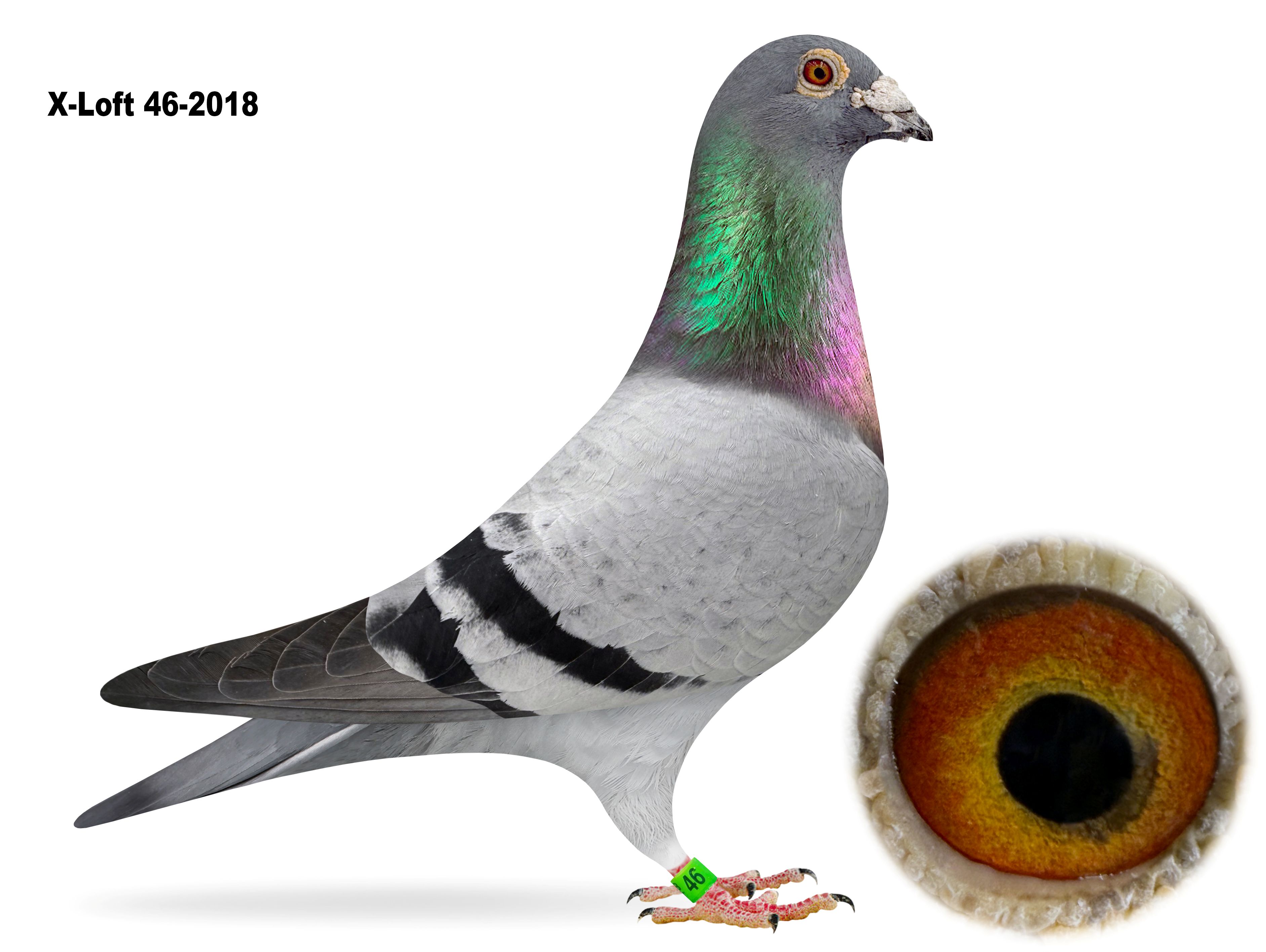 XLoft 46-2018