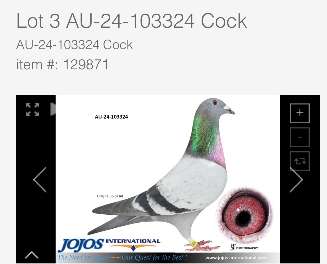AU 24 103324 (Bred by JOJOS International)
