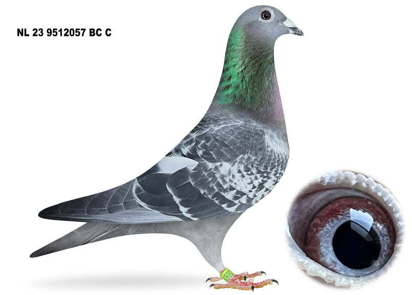 23 NL 9512057 Wendela wiersema Junior & Best Kittel 