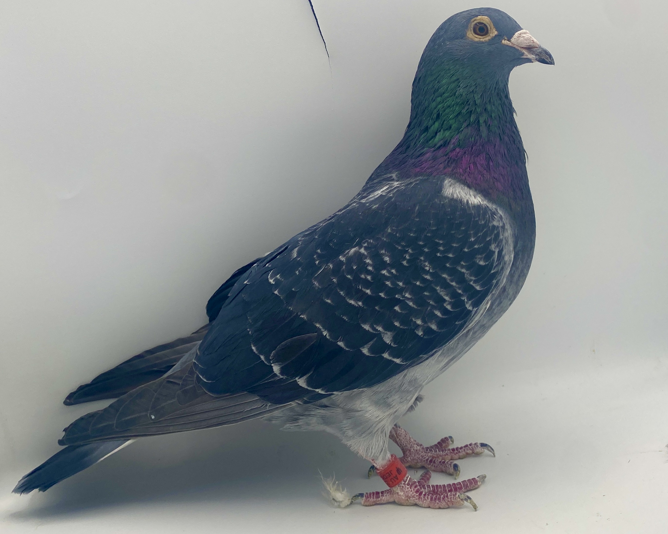  AU 22 JEDDS 738 DCHK COCK