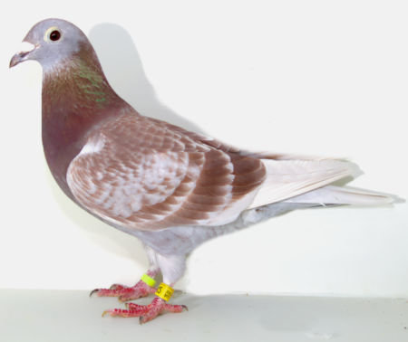 AU 19 SKY 142 RED CHECK HEN