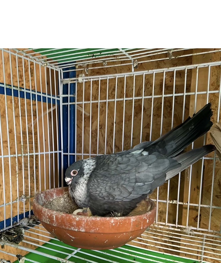 Preview Image 4