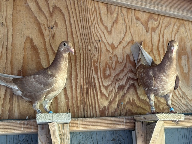 2026 Recessive Red Meulemans - Nest mates