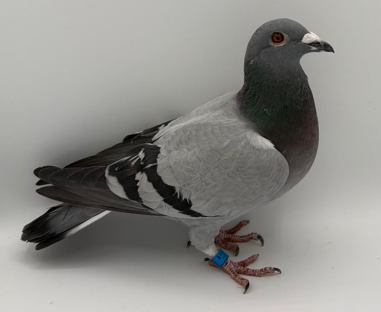 INBRED RAVEN X DAUGHTER OF SAAD