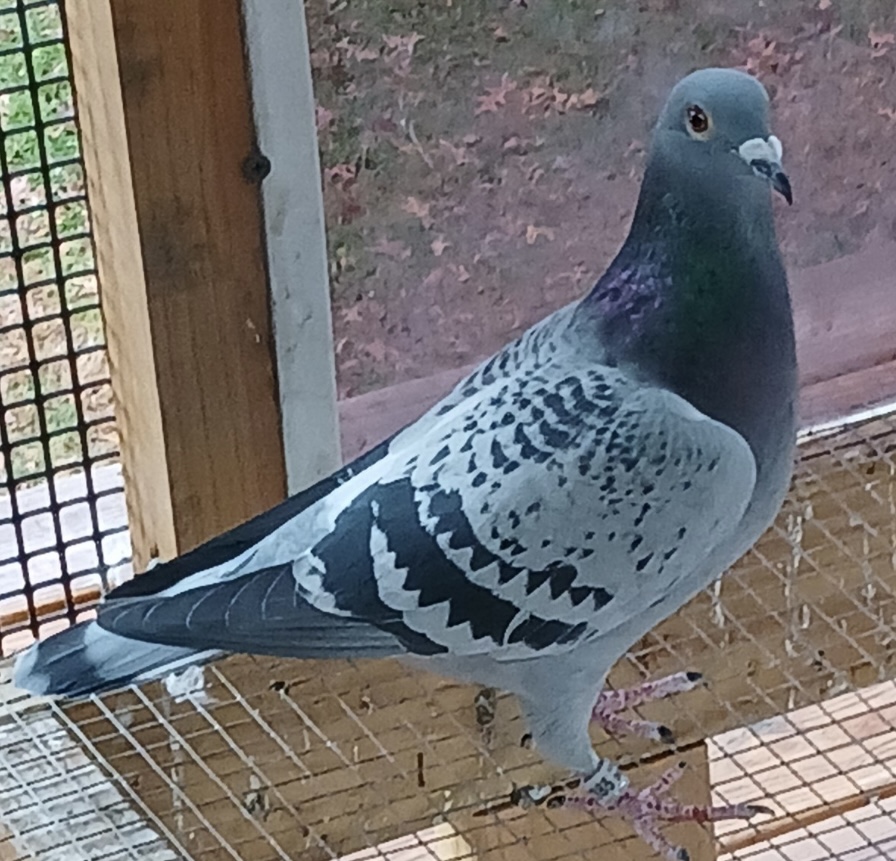 IF 2025 SBS 52385 BLUE CH HEN
