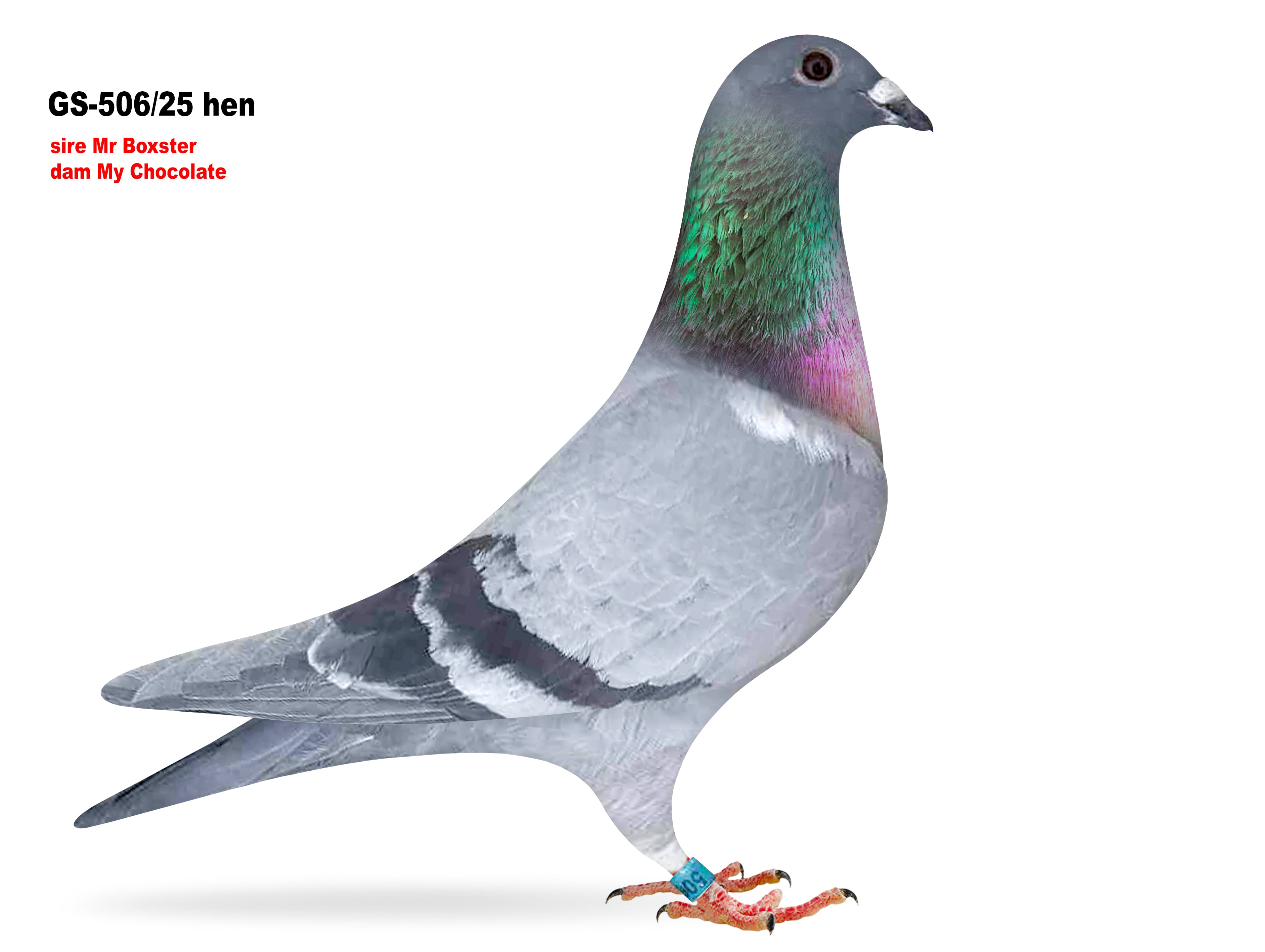 GS-506/25 Porsche 911/Houben