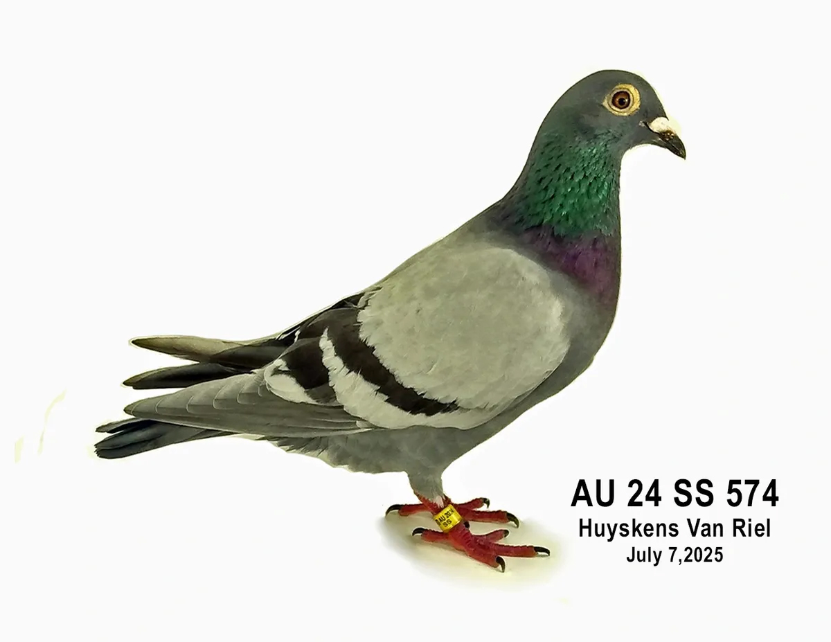 AU 24 SS 574 100% HVR Cock