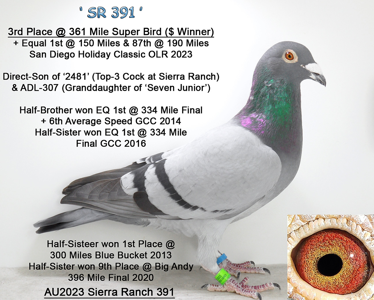 AU2023 Sierra Ranch 391 Blue Bar Cock ~ $ Winner