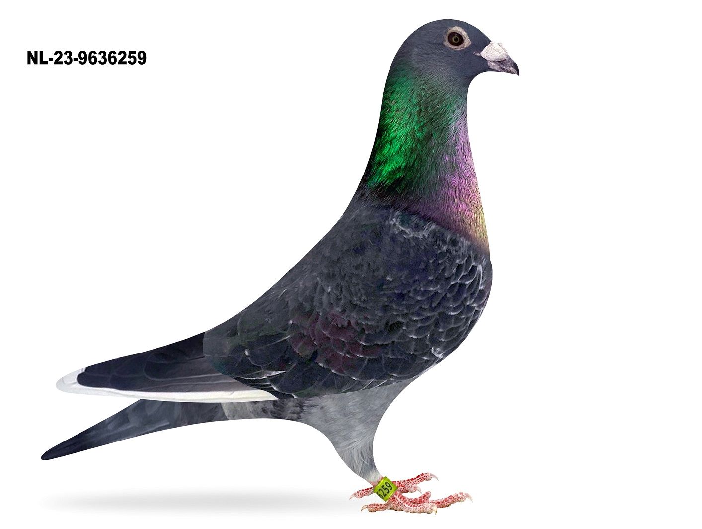 NL 23-9636259   “Elevenflight Dolle”