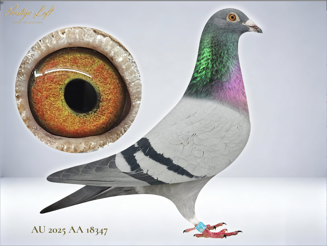 IRON CLAD X KRYPTO KNIIGHT