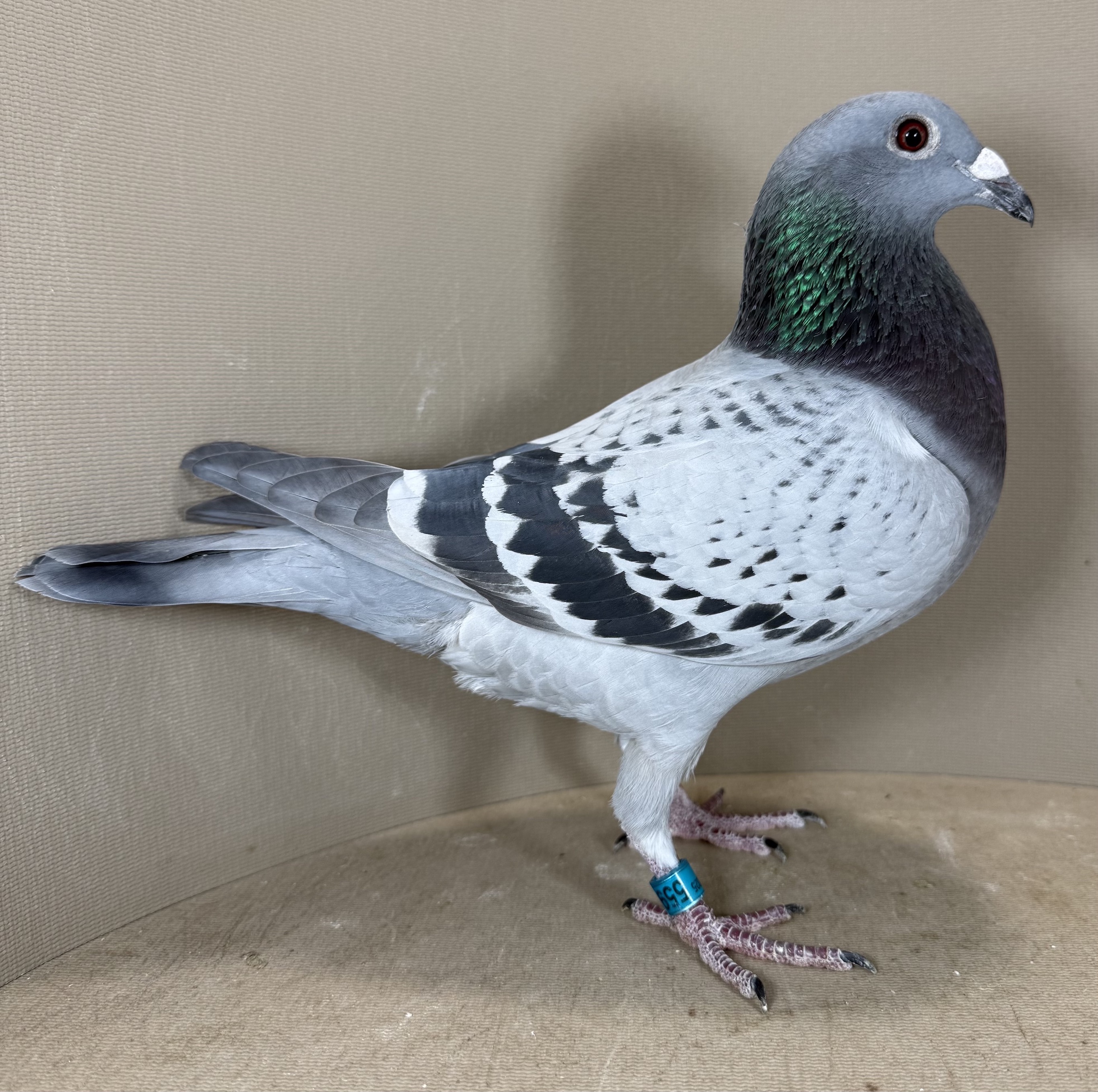 5594 - 53rd Ace Dash for Cash OLR