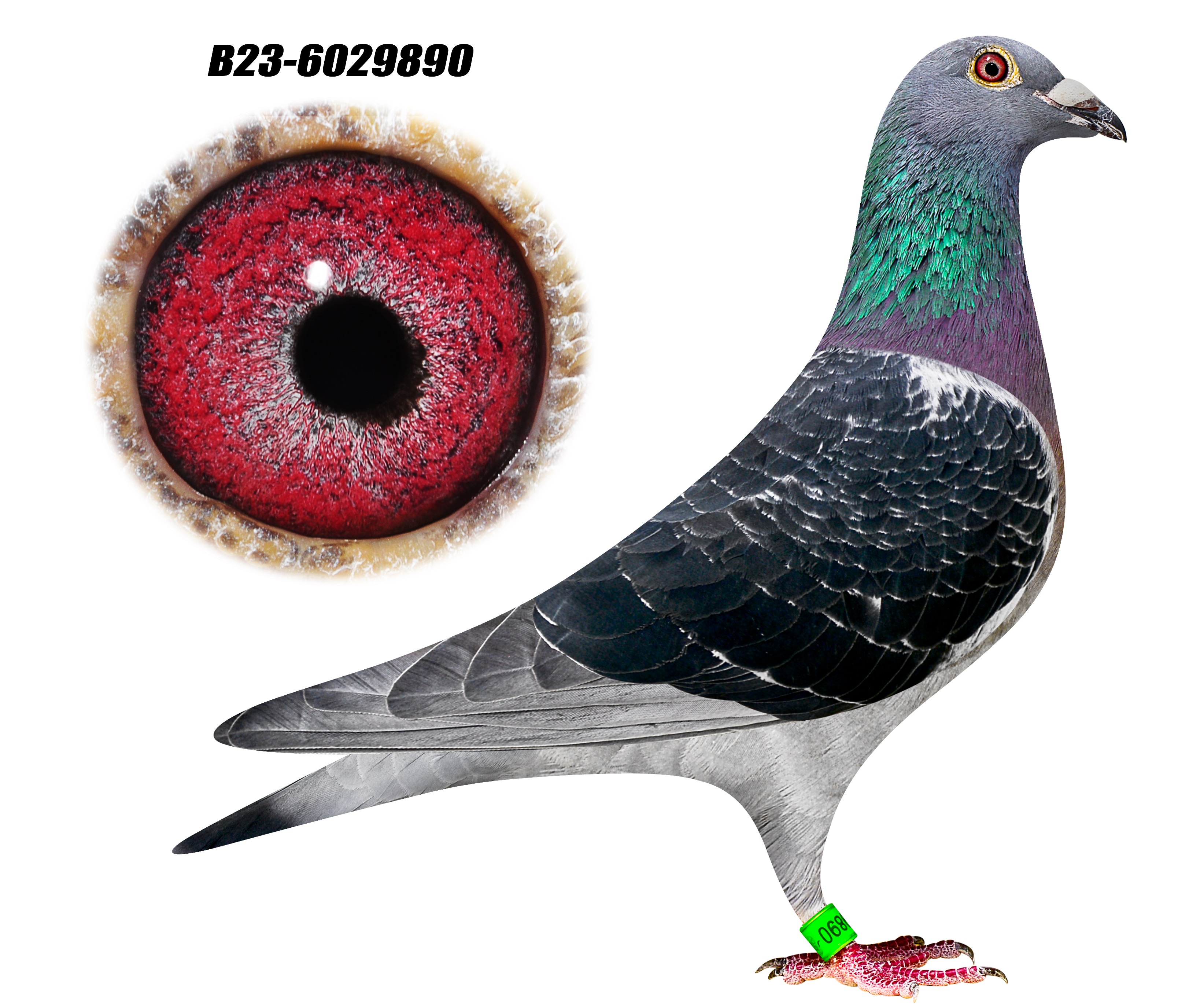 Dirk van den Bulck x Leo Heremans Hen / B23-6029890 (with video) 