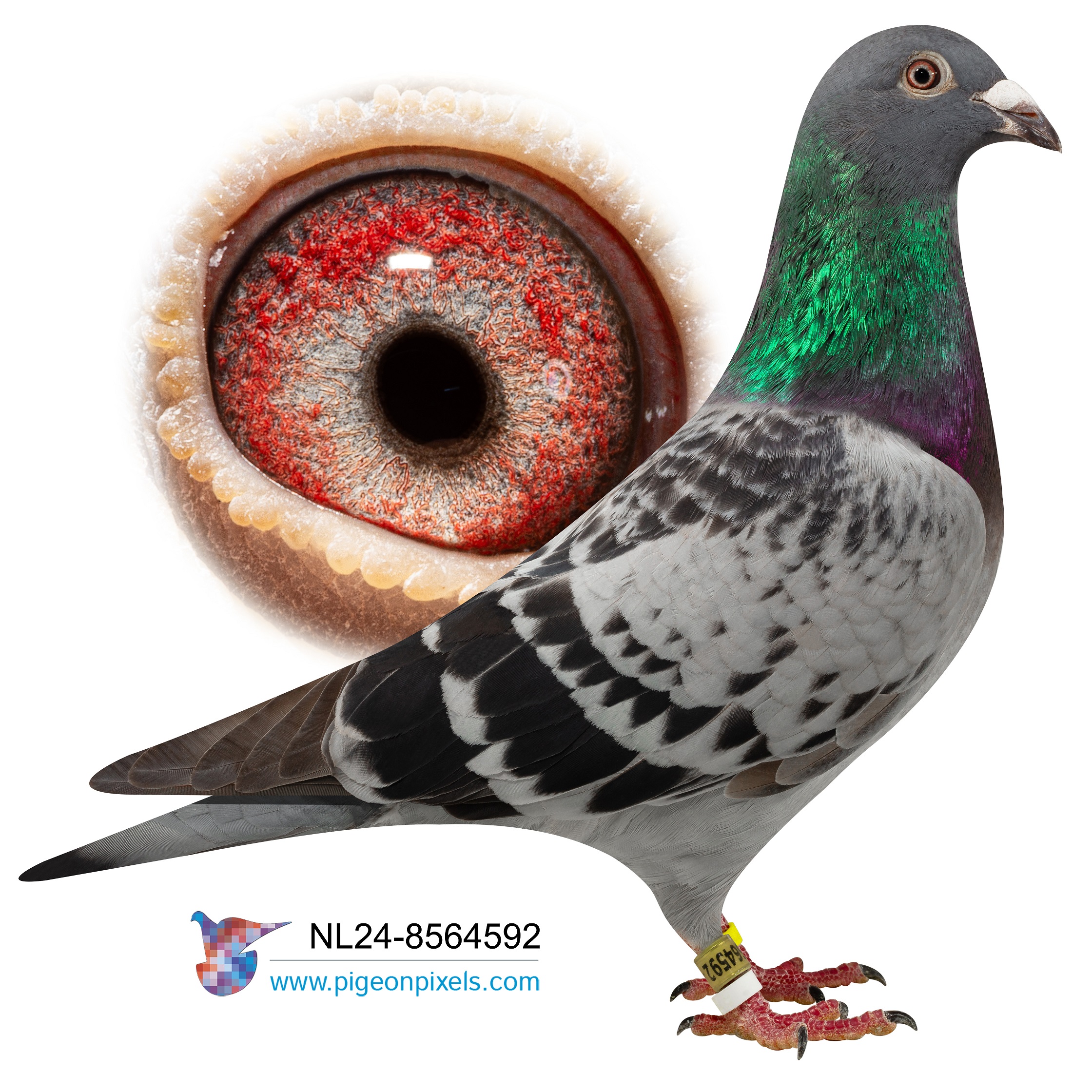 NL2024-8564592 "HARRY BIRDY HEN 592" CHEQUER HEN