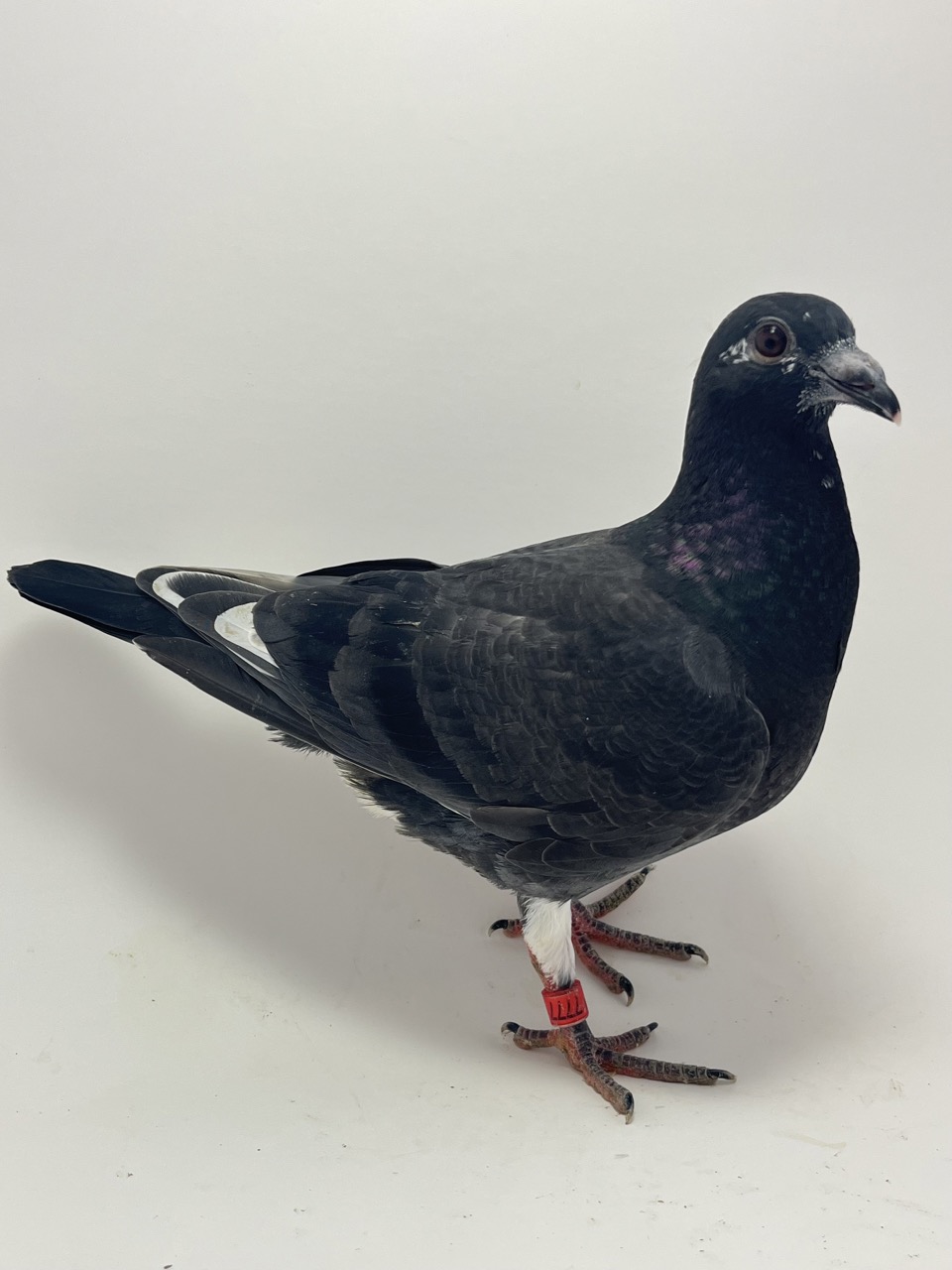 Late Hatch Special 