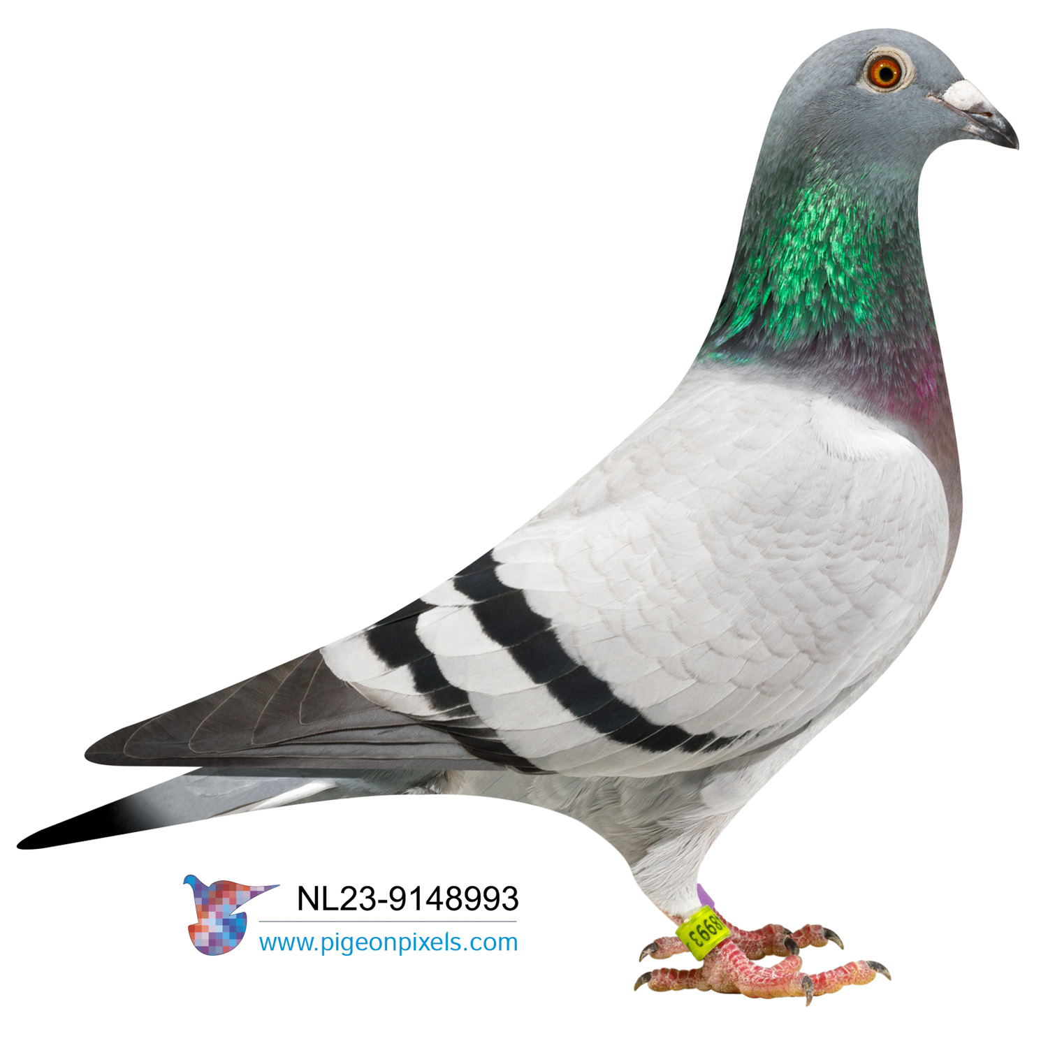 2023 NL 9148993 HEN 