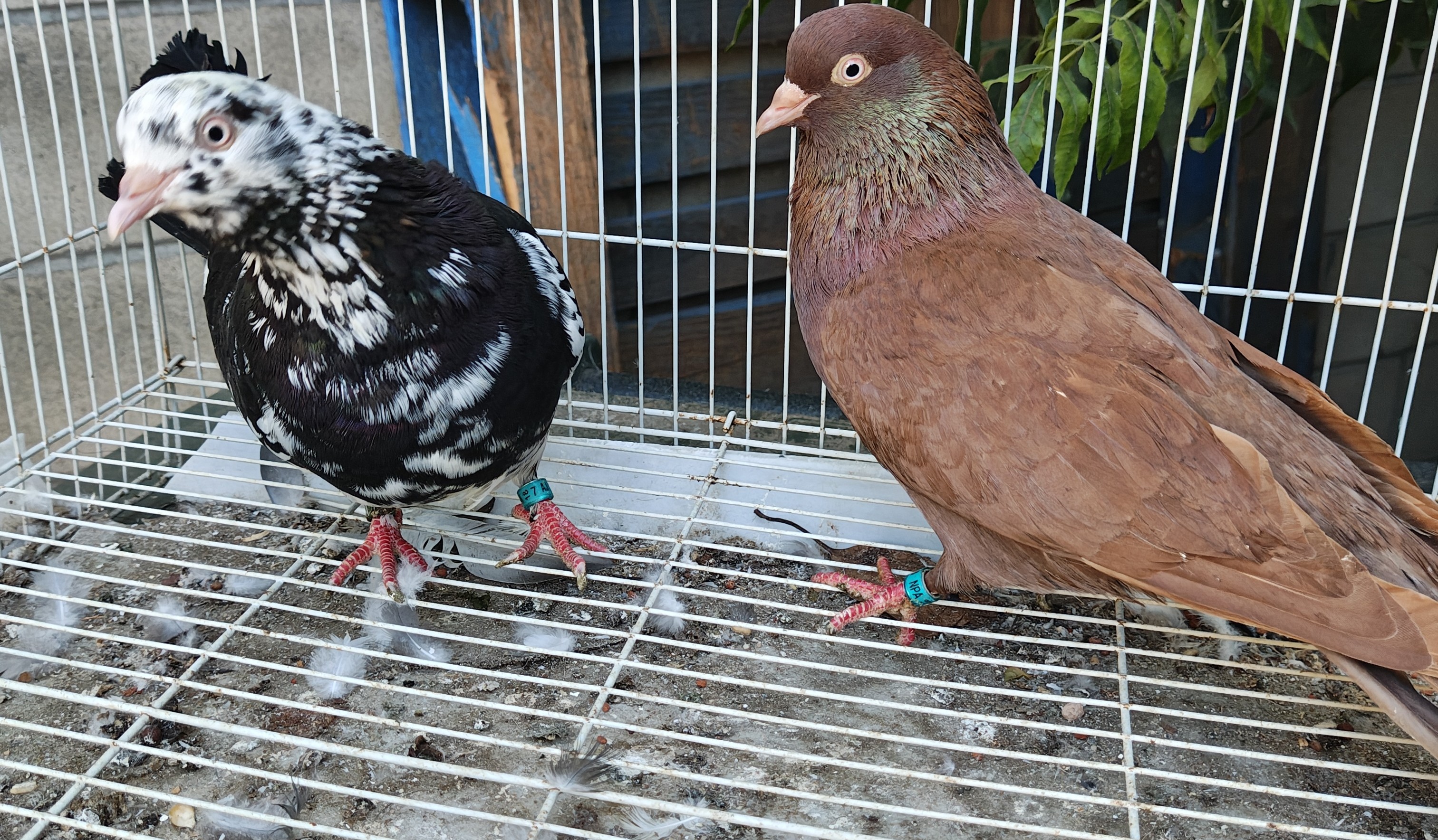 Parlor Pair 