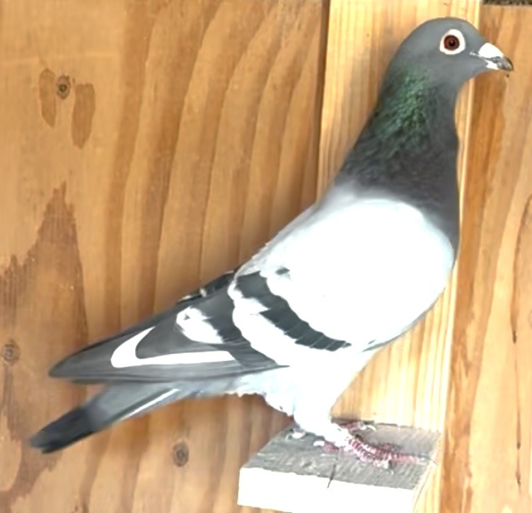 Direct Son of Wolverine