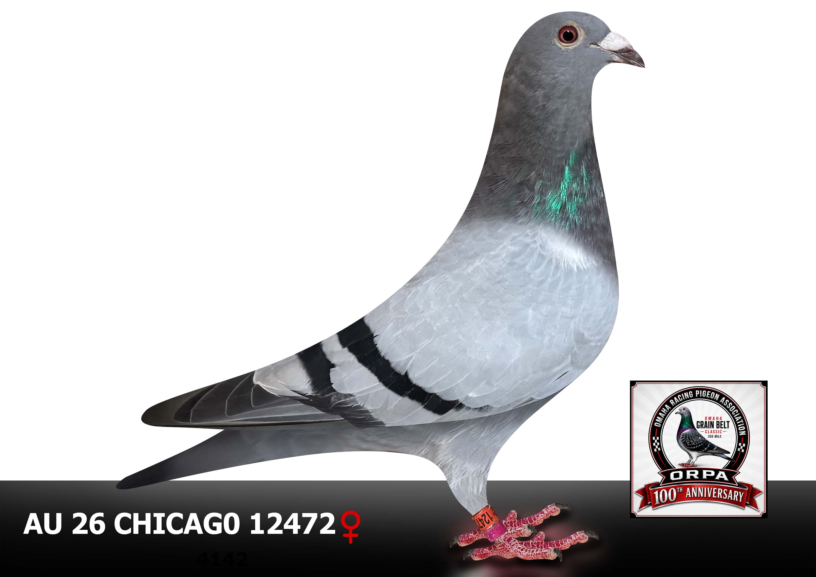 AU 26 Chicago 12472 Cock