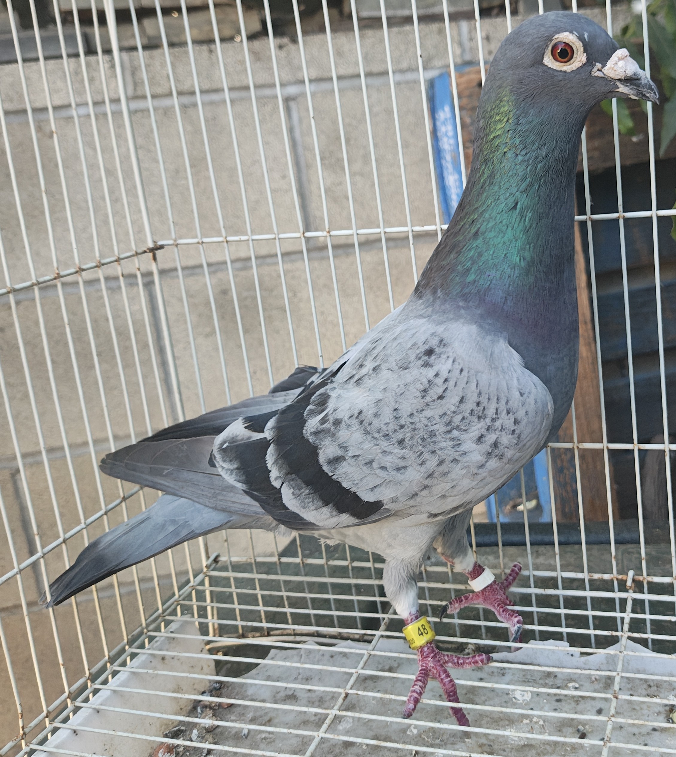 Super Cock