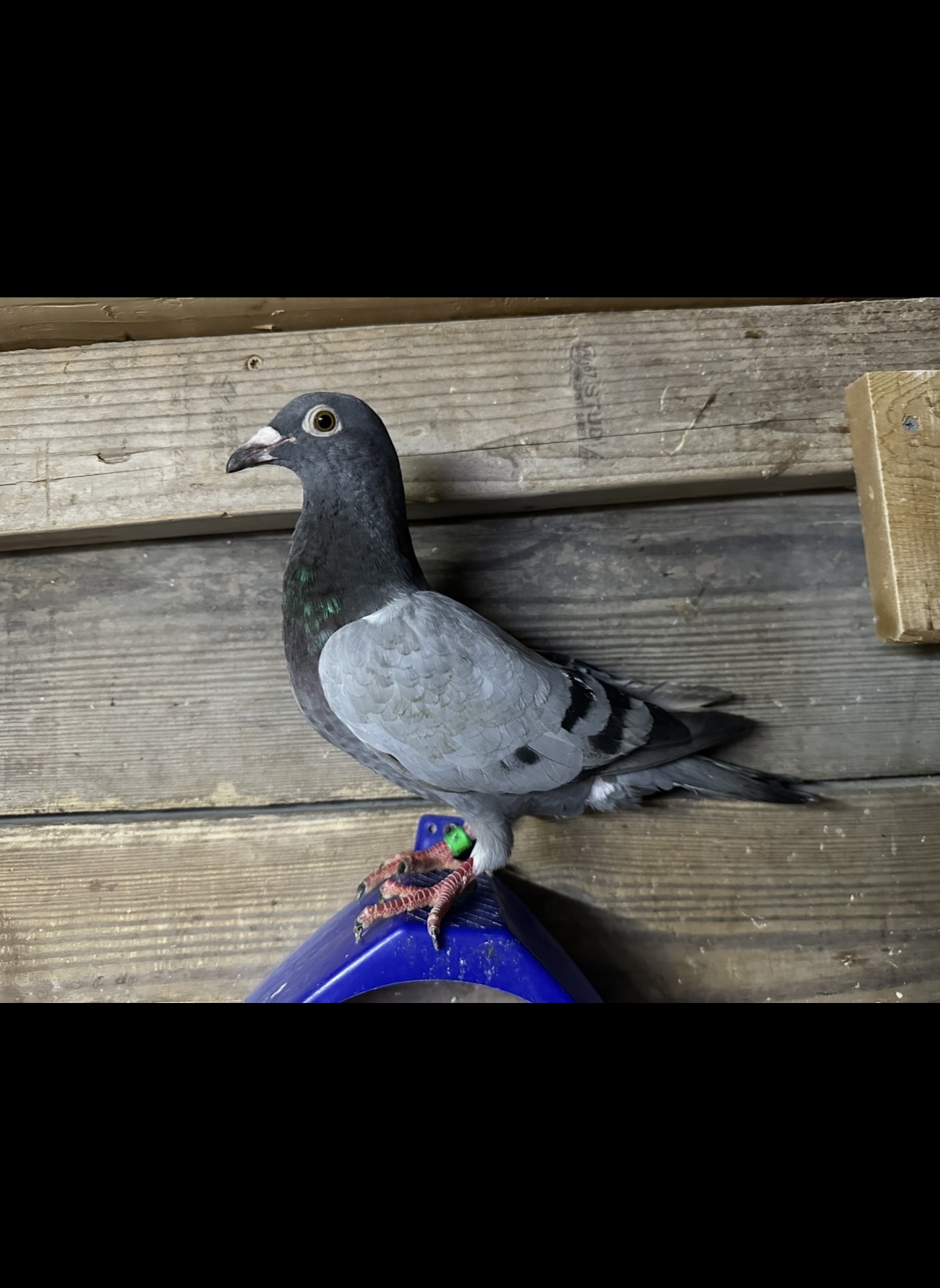 Preview Image 4