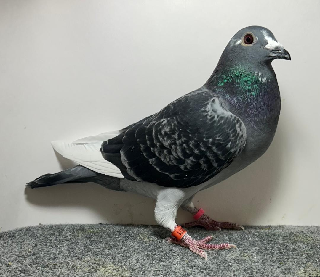 26871 RMR AU 2026 DCSP Hen