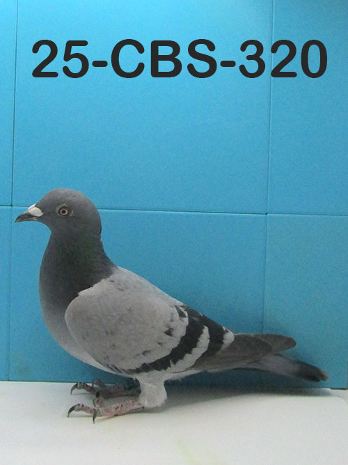 25-CBS-320 Blue hen. 