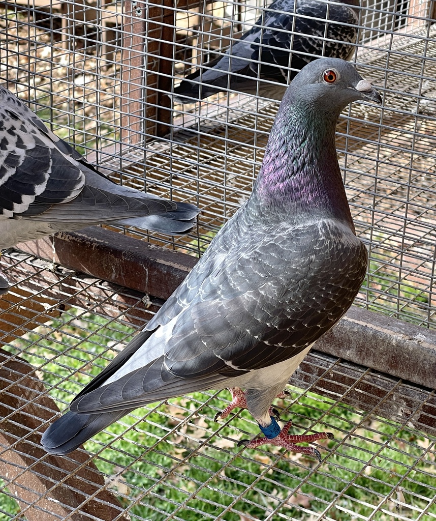 Macaloney Proven Breeding Hen