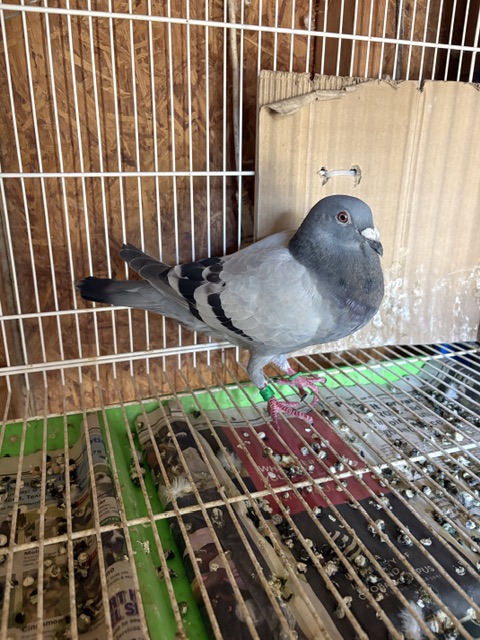Preview Image 6
