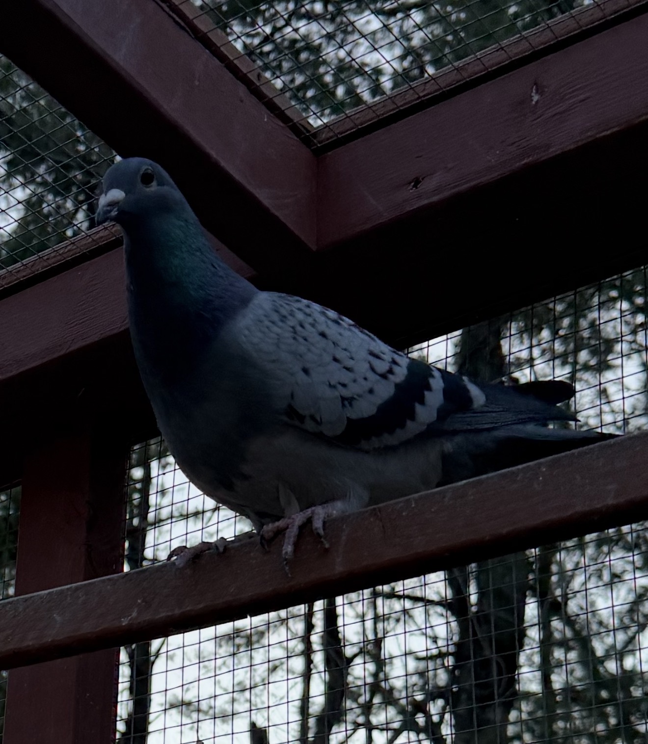 2025 cock inbred Leo Hermans 