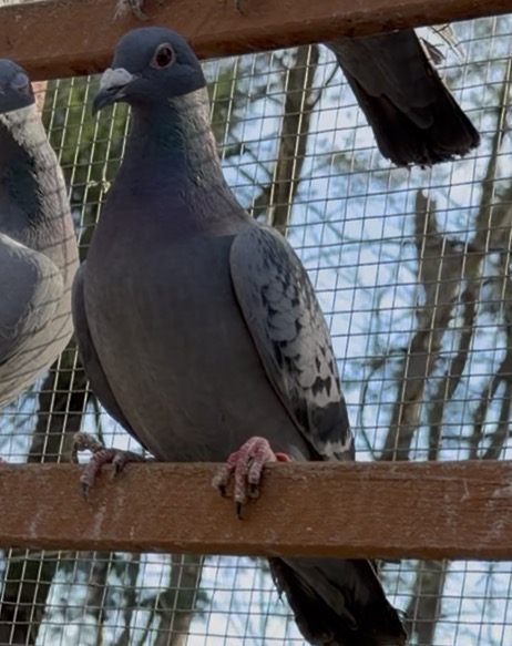 2025 bird inbred Thomas 6