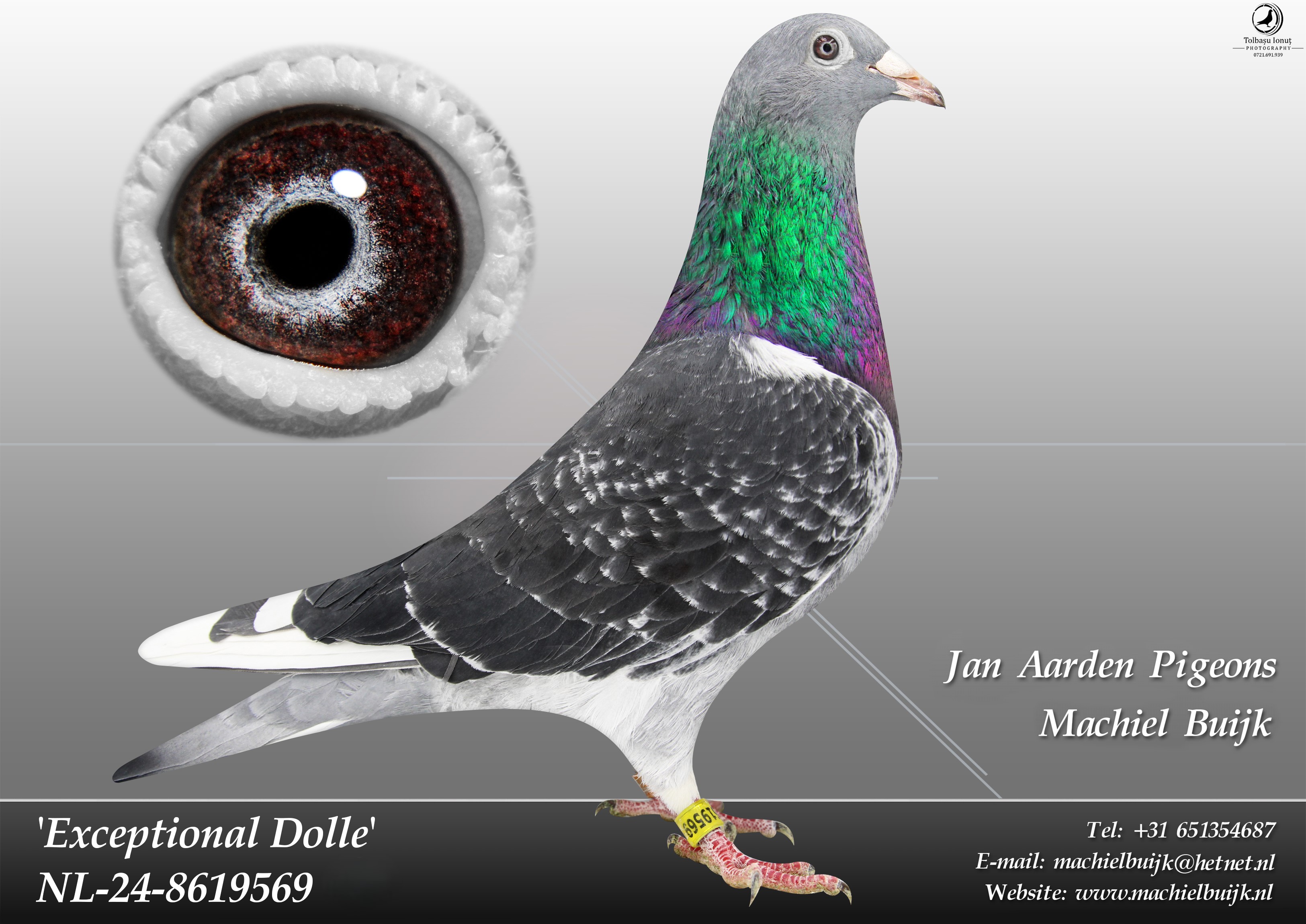 NL 24-8619569 Exceptional Dolle