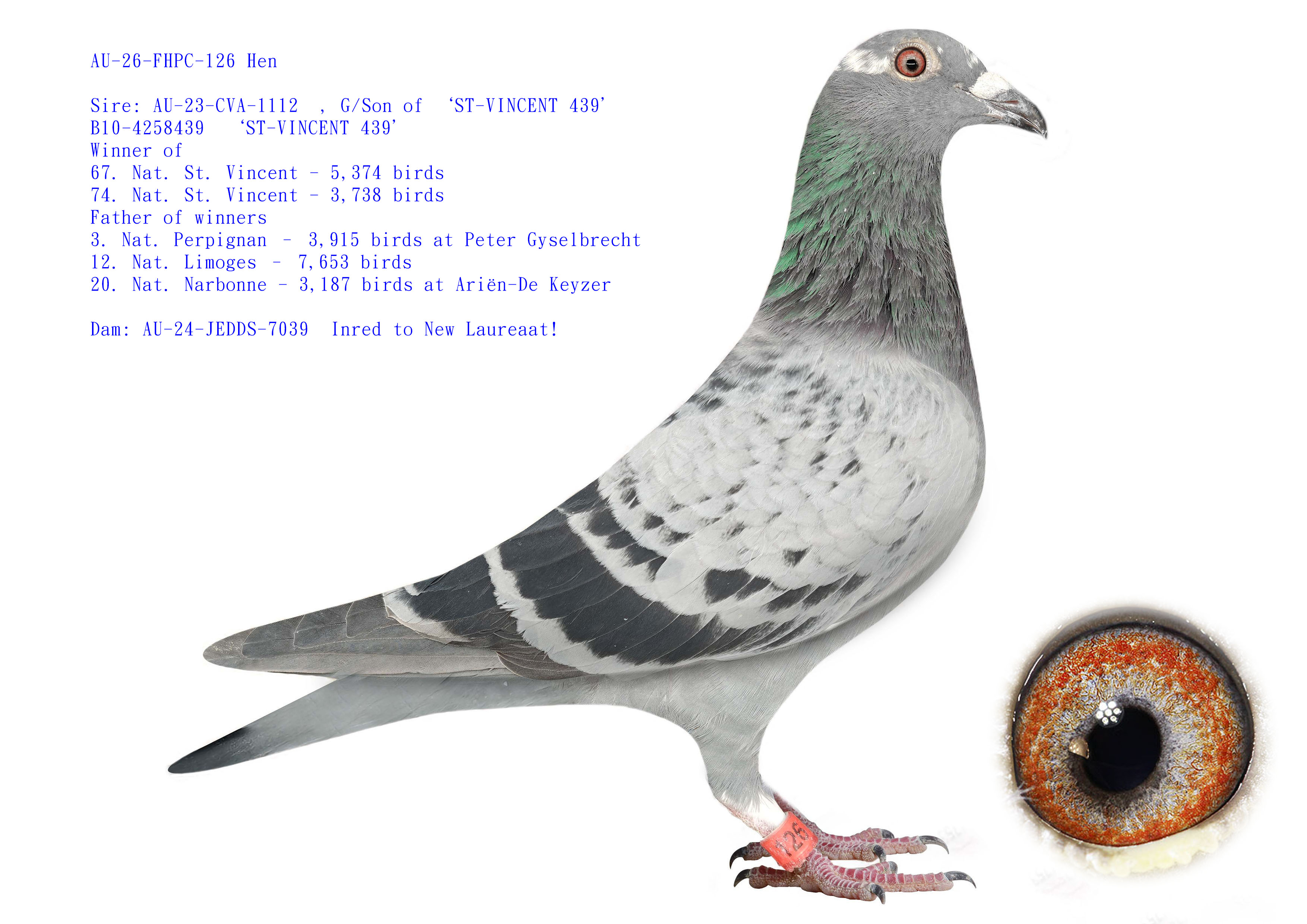 AU-26-FHPC-126 Hen Top Barcelona Family  