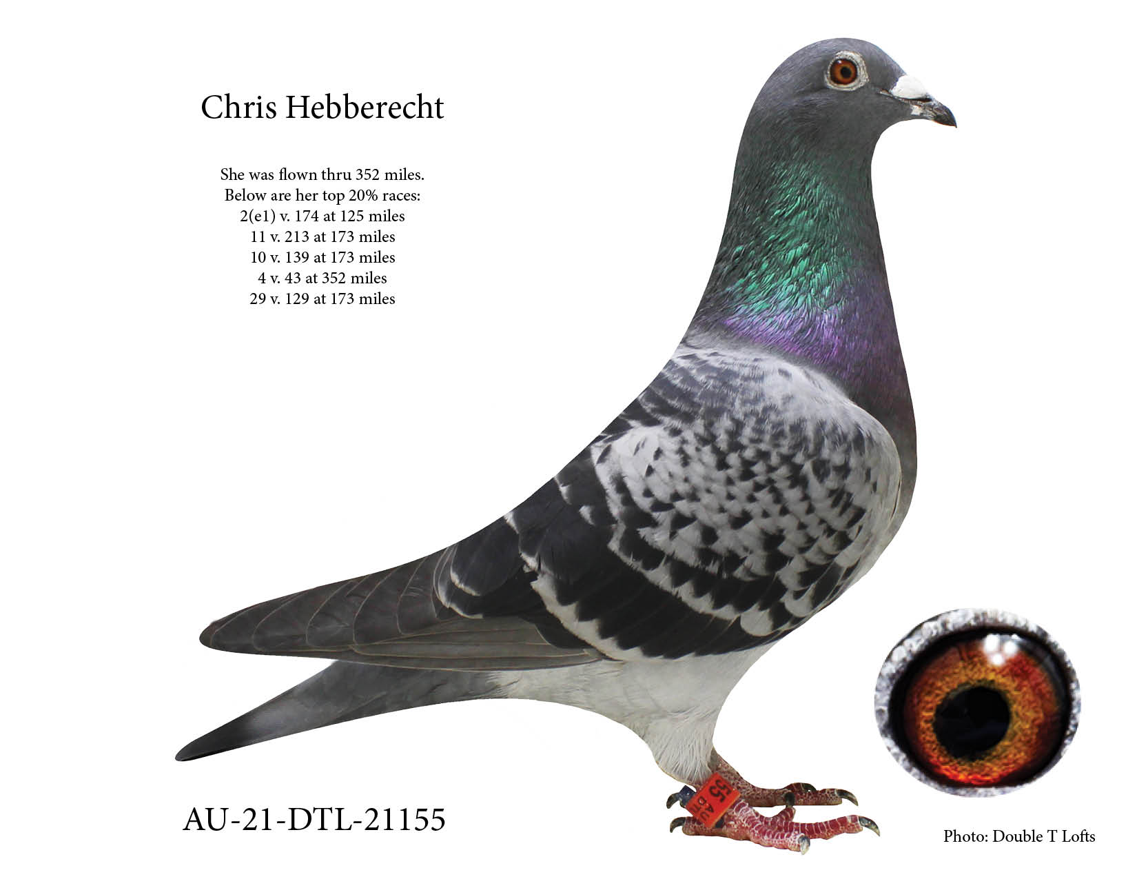 Line Bred to Hebbetecht