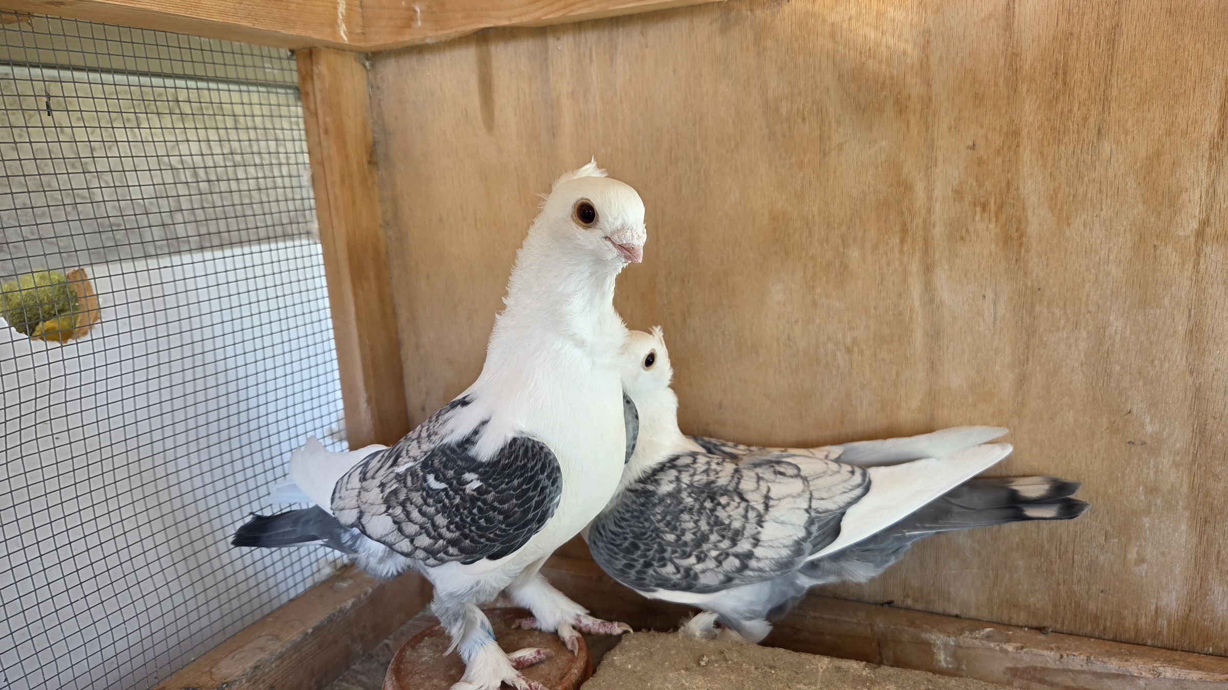 Blue Lace Satinette pair