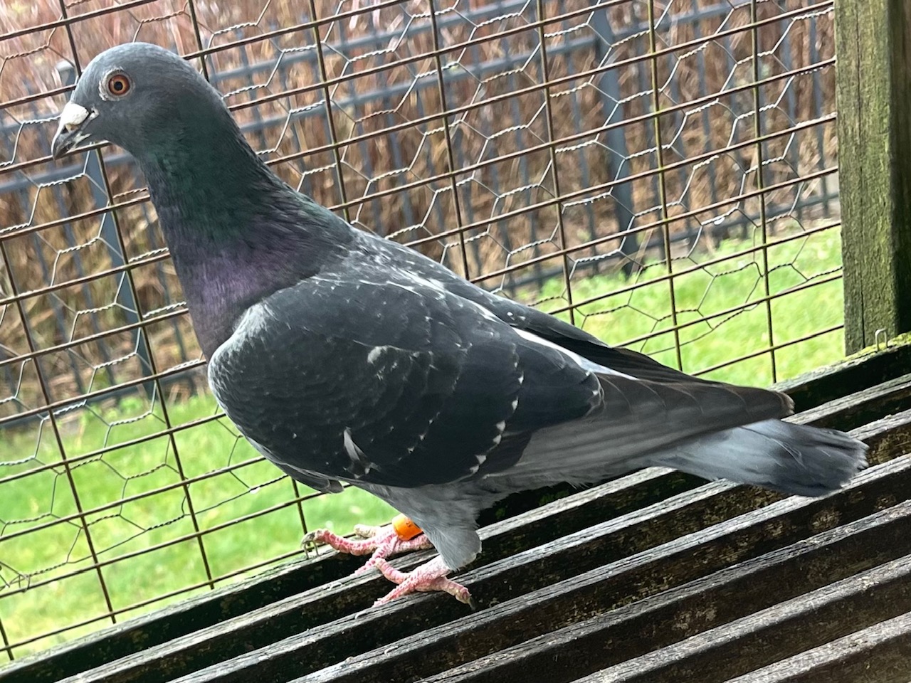 25/LBRA-310 VEL C (Race prize winner)