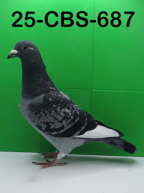 25-CBS-687 Blue Check White flight cock.
