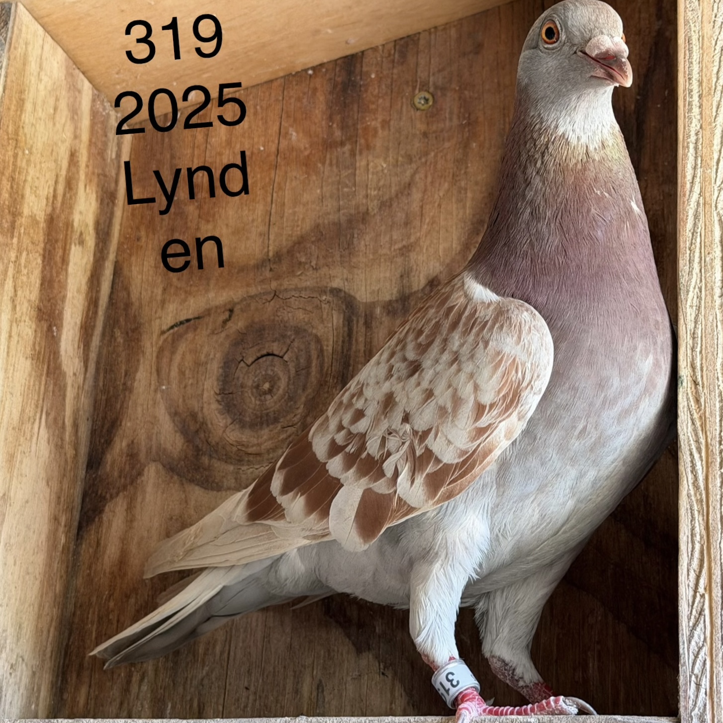 AU 2025 LYNDEN 319 Red Check Hen