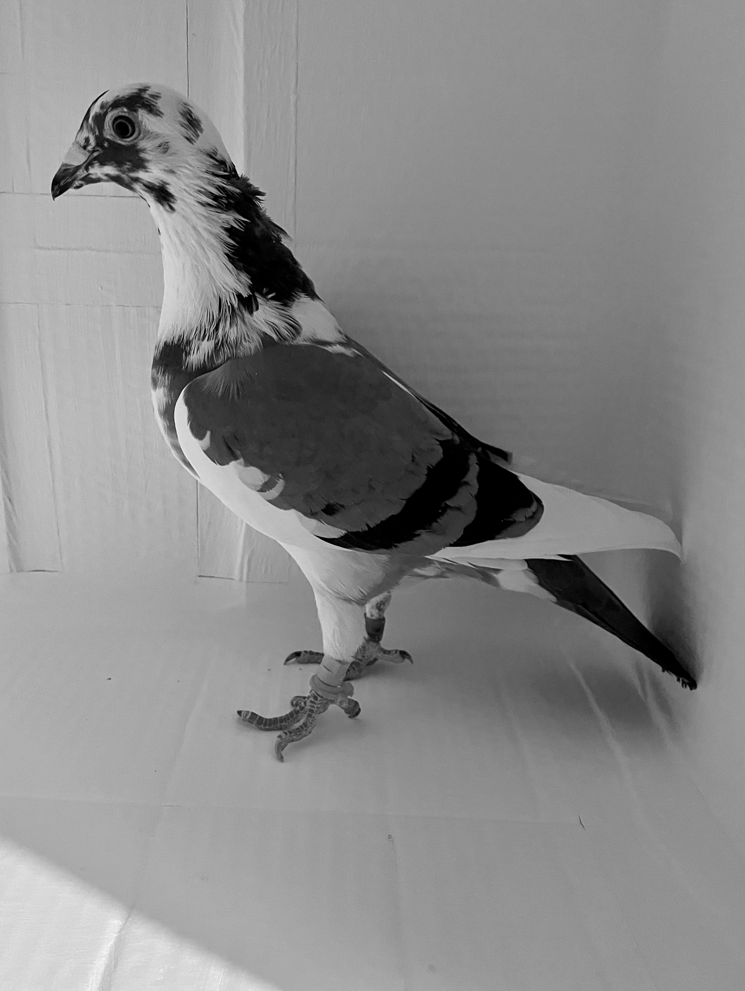 AU 2021 ARPU 8955 BB Spl. H