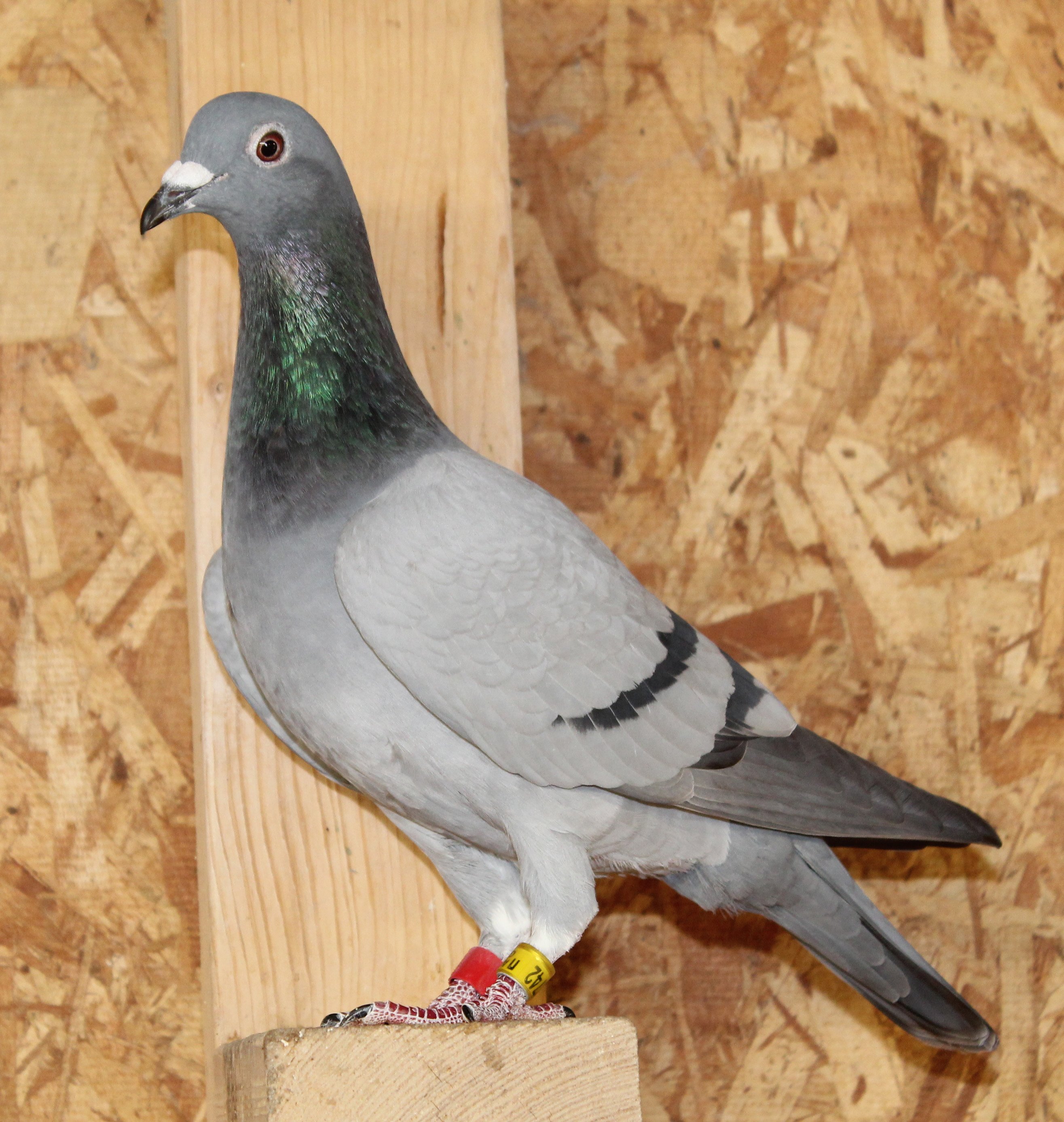 Full sister to 27th AU National Ace YB