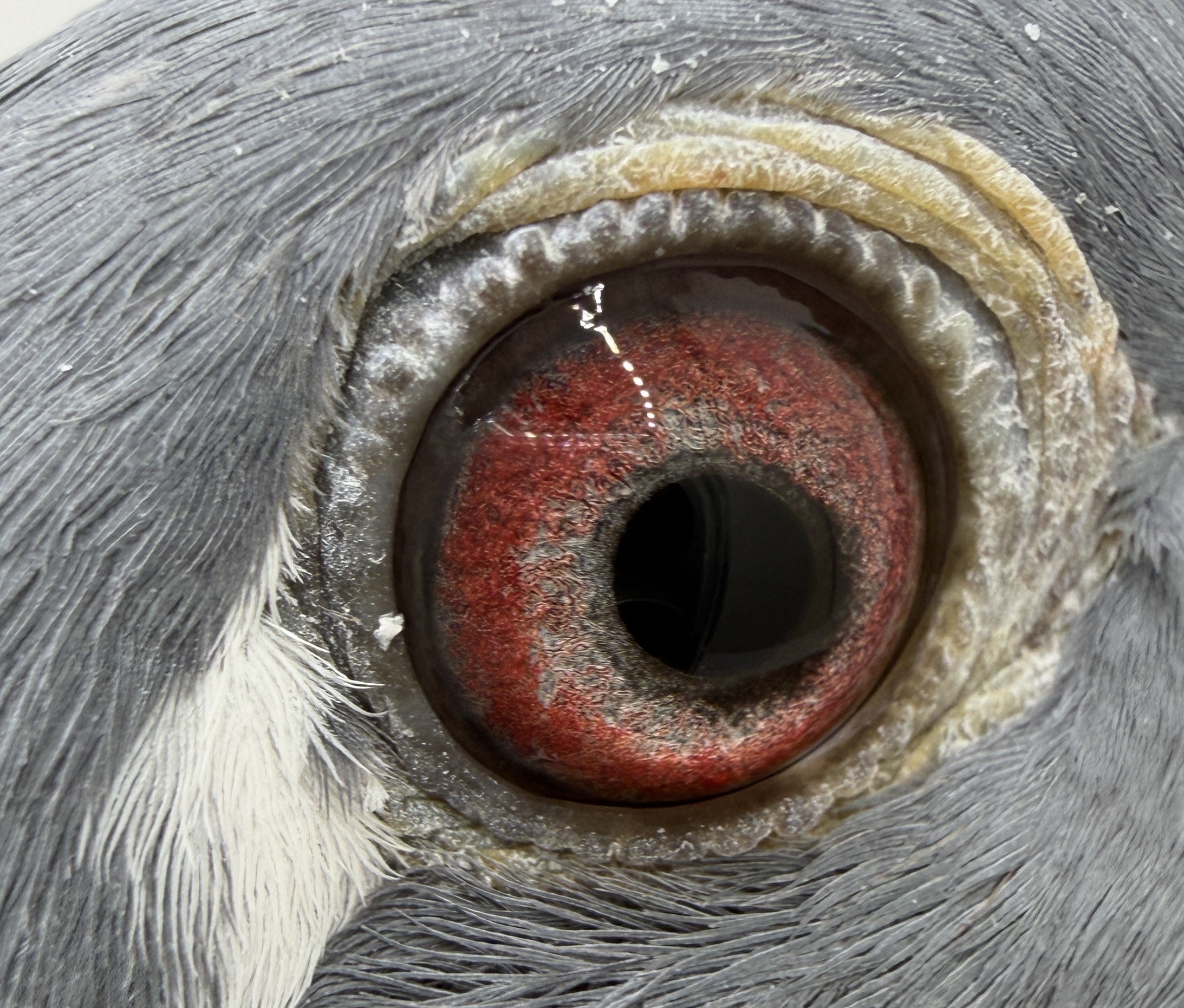 Top long distance bloodline!