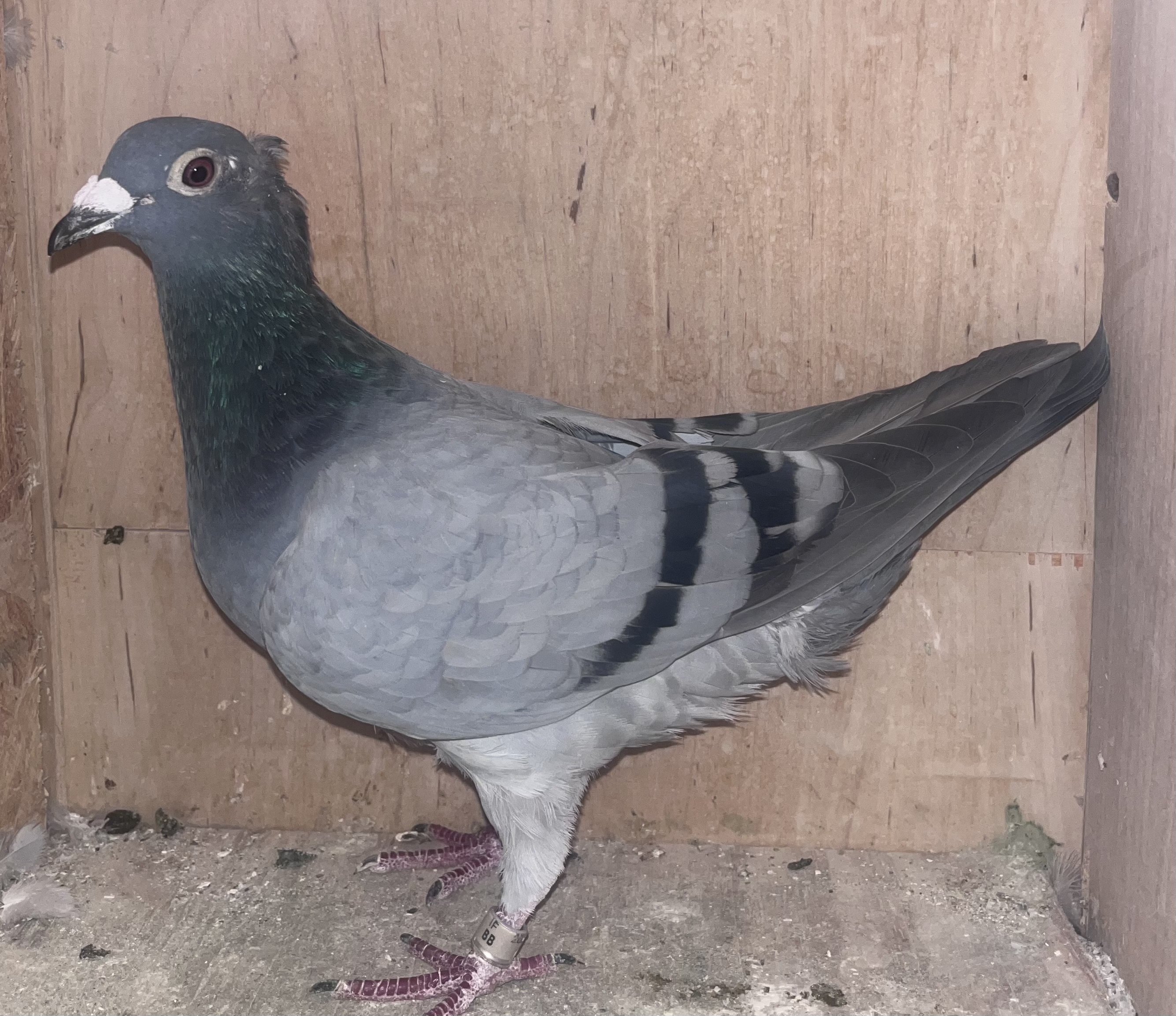 IF 2021 BB 620 BB Hen