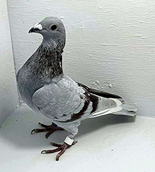 AU 20011 AA 2025 Pure Paul Sion Cock