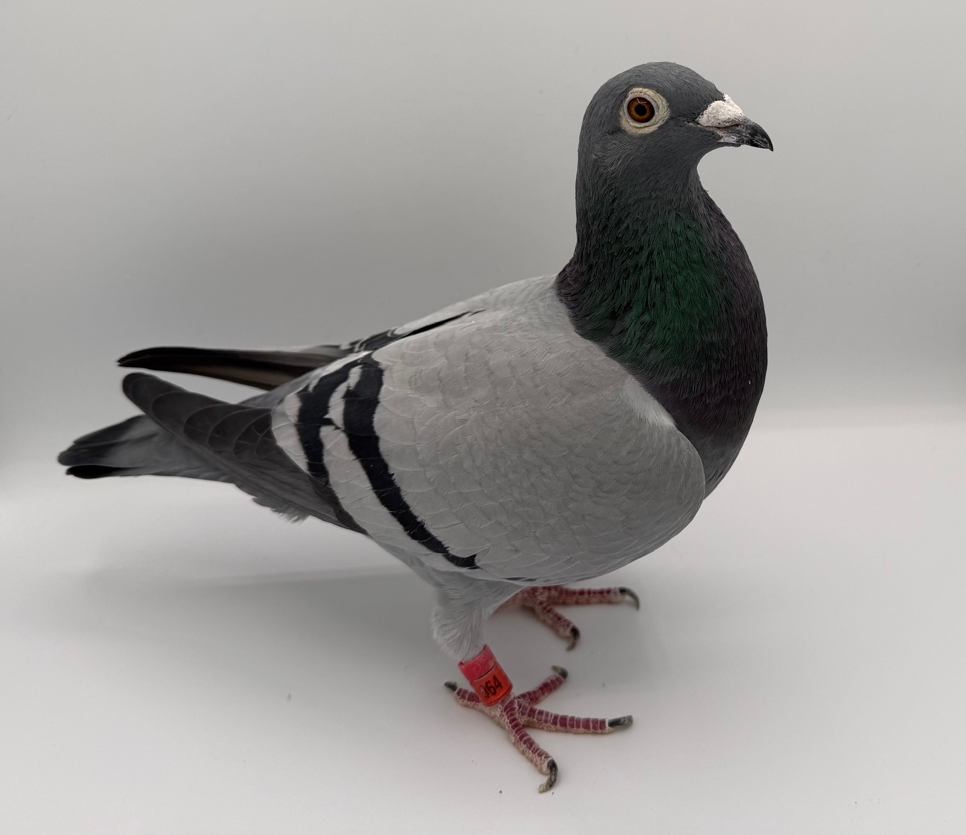 GKID 2X THOMAS 6, NIGHT ANGEL, AND MHVGO