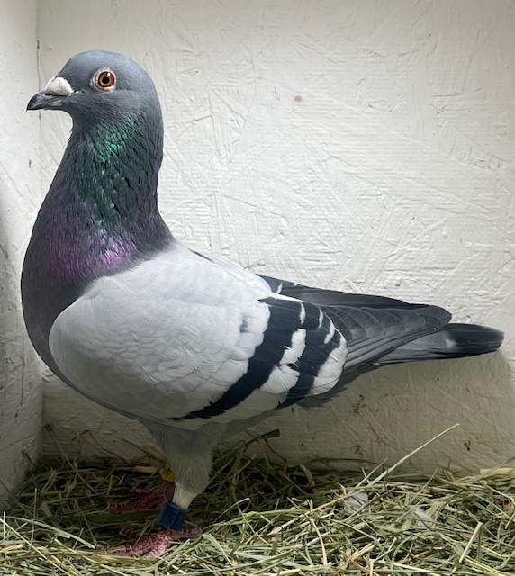 24-CDR-4102 BB Cock 