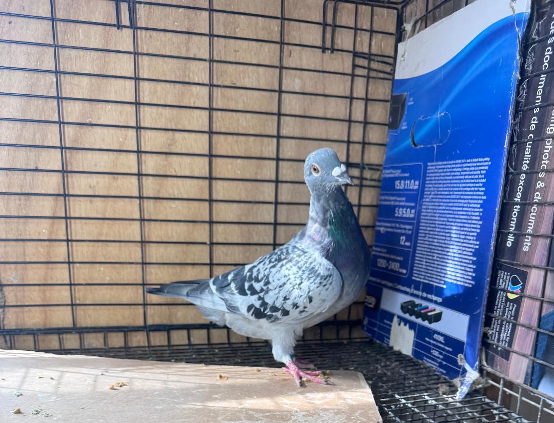 393 BC KANNIBAAL COCK