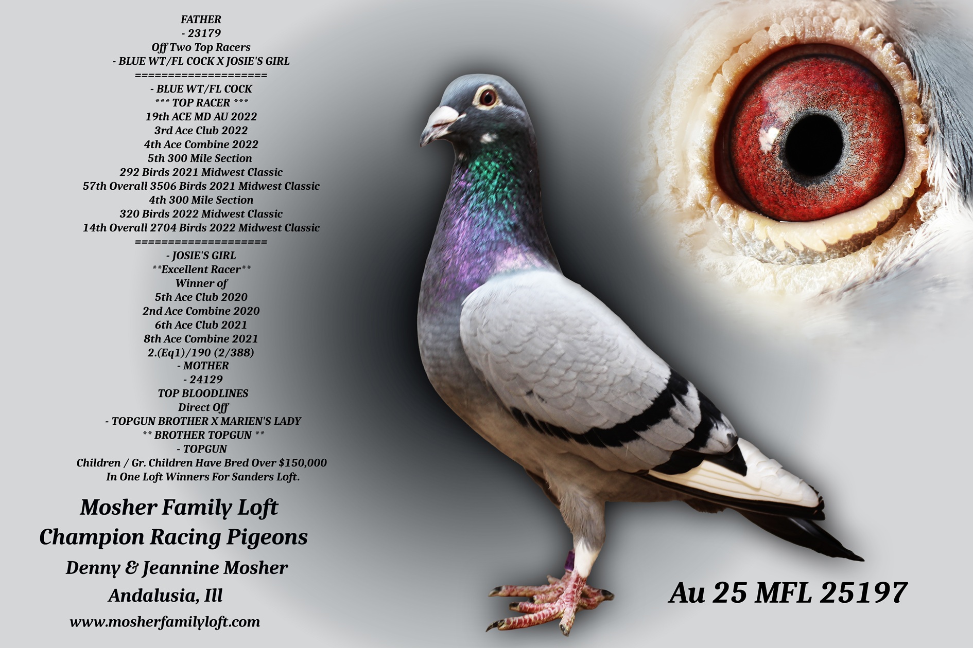 iPigeon.com - Racing Pigeon Auction