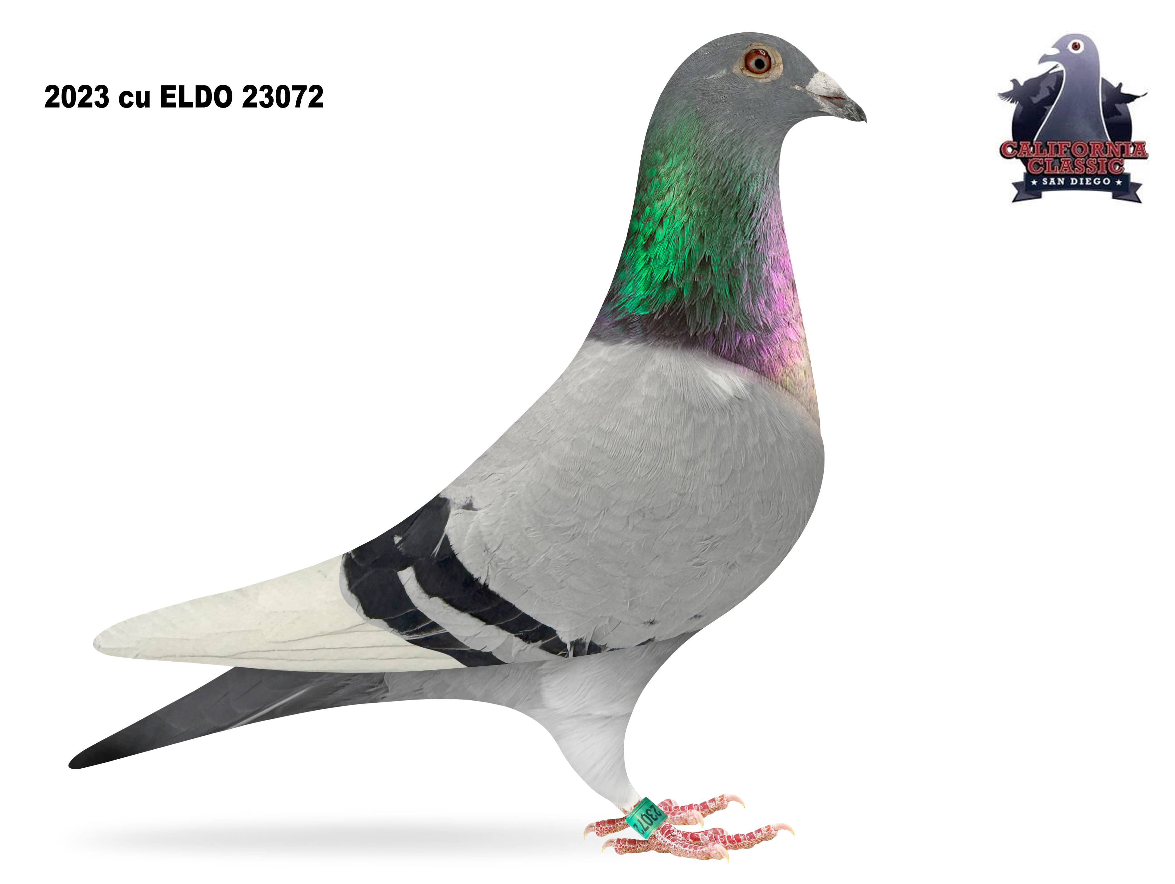 Lot 54. 2023 ELDO 23072 Cock
