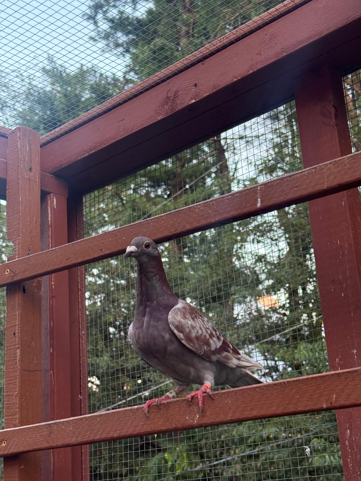 2025 Jansen hen 
