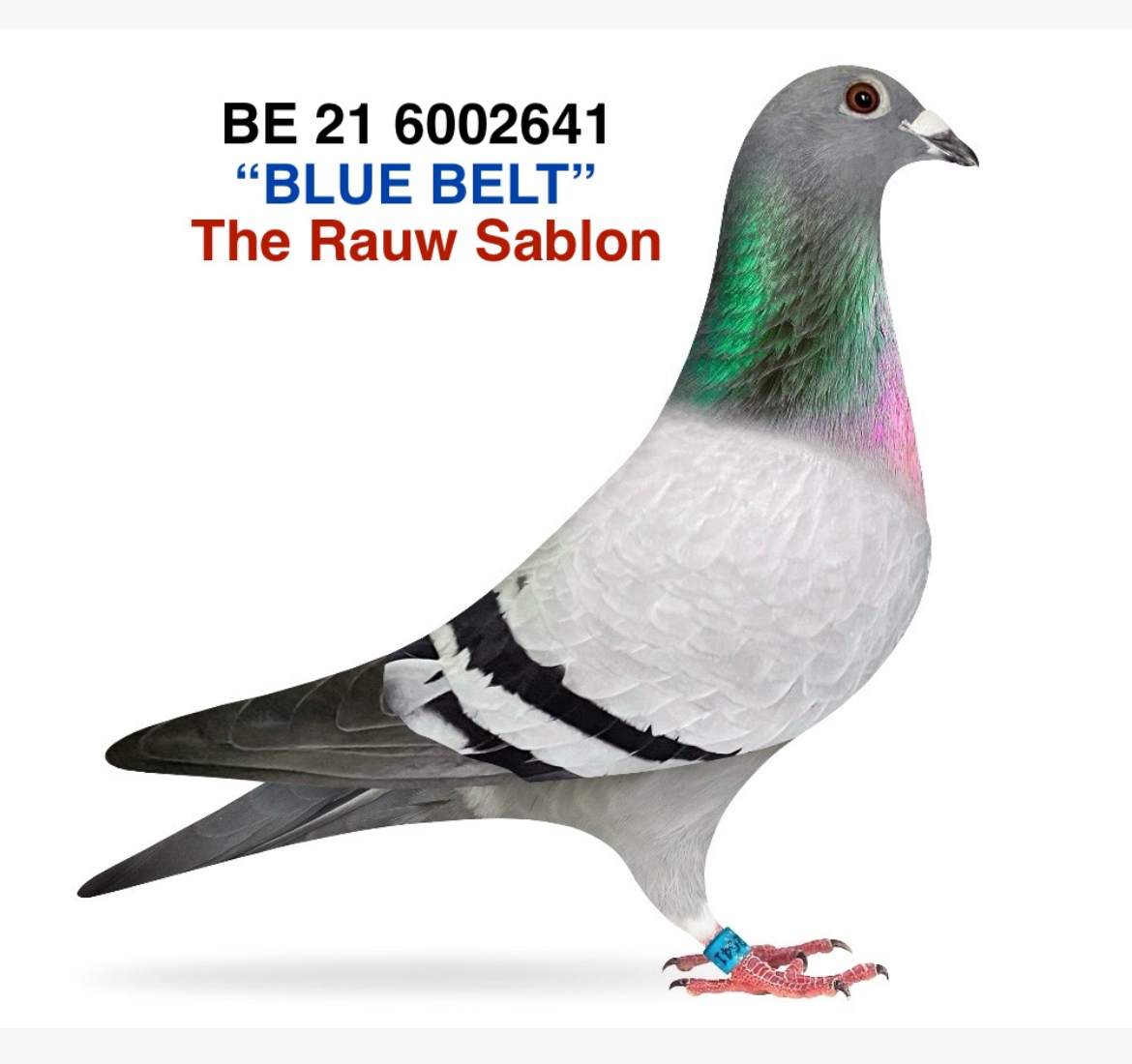 THE RAUW SABLON 